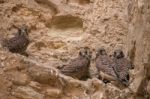 Bunch Of Wild Peregrine Falcon Chicks Stock Photo