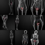 3d Rendering Of The Female Reproductive System Stock Photo