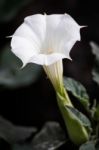 Datura Inoxia White Trumpet Flower Stock Photo