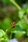 Conocephalus Melas Tiny Red Cricket Stock Photo