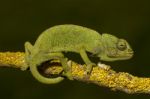 Cute Green Chameleon Stock Photo