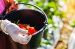 Strawberries In Hands Of Gardeners Stock Photo