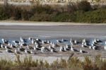 Bunch Of Seagulls Rests On The Marshlands Stock Photo