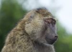 Funny Portrait Of A Baboon Stock Photo