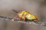 Stink Bug (carpocoris Fuscispinus) Stock Photo