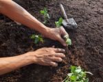People Planting Young Tree On Dirt Soil With Gardening Tool Use Stock Photo