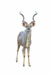 Kudu Isolated Stock Photo