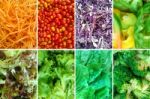 Vegetable Nutrition Collage Stock Photo