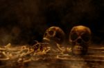 Human Skull In The Dark,3d Illustration Stock Photo