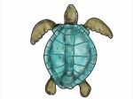 Ridley Sea Turtle Swimming Color Drawing Stock Photo