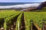 Vineyard By The Sea Stock Photo