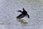 Beautiful Picture With A Cormorant Landing To Lake Stock Photo