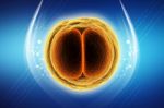 Zygote Cell Stock Photo