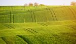 Abstract Pattern Texture Of Rolling Wavy Fields In Spring. Sprin Stock Photo