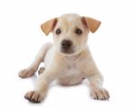 Puppy Dog Stock Photo