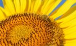 Sunflower And Bee Stock Photo