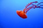 Orange Jellyfish Stock Photo