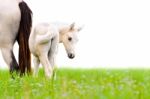Horse Foal Looking Isolated On White Stock Photo
