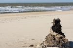 Stump On The Beach Stock Photo