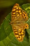 Speckled Wood (pararge Aegeria) Butterfly Insect Stock Photo