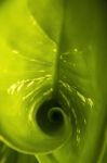 Closeup Of Banana Leaf Creating A Spiral Stock Photo