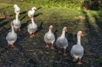 Gaggle Of Geese Walking Along The Riverbank Of The Great Ouse In Stock Photo