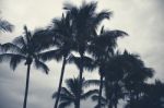 Palm Trees Silhouettes On The Beach On A Cloudy Day Stock Photo