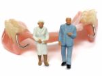 Miniature Elderly Couple Standing On Removable Denture, On White Background. Dental Health Concept Stock Photo