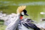 Beautiful East African Crowned Crane Is Cleaning His Feathers Stock Photo