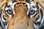 Bengal Tiger Eyes Stock Photo