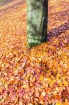 Ground Around Tree Trunk Covered With Autumn Leaves Stock Photo
