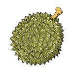 Illustration Of Durian- Illustration Stock Photo