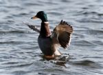 Picture With A Mallard Showing Wings At A Lake Stock Photo