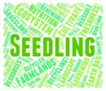 Seedling Word Indicates Young Tree And Botany Stock Photo