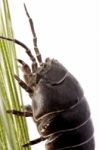 Woodlice Bug Stock Photo