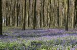 Bluebells In Wepham Wood Stock Photo