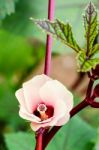 Jamaica Sorrel Flower Stock Photo