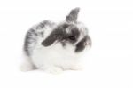 Bunny Stock Photo