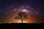Night Scene With Milky Way And Old Tree Stock Photo