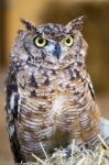 Spotted Eagle-owl (bubo Africanus) Stock Photo
