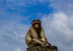 Monkey Sitting On Concrete Barrier With A Blue Sky In The Backgr Stock Photo