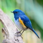 Male Himalayan Bluetail Stock Photo