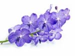 Blue Orchid On White Background Stock Photo