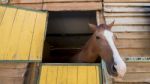 Horse Peaking On Stable Stock Photo