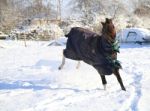 Pony Prancing Around In The Snow Stock Photo