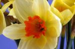 Daffodils Stock Photo