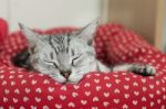 Sleeping Cat Stock Photo