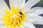 Bees Feed On Pollen In A White Flower Stock Photo