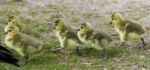 Beautiful Photo Of Five Cute Chicks Of The Canada Geese Going Together Stock Photo