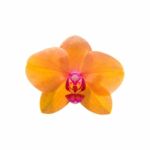 Orchid Isolated On White Background Stock Photo